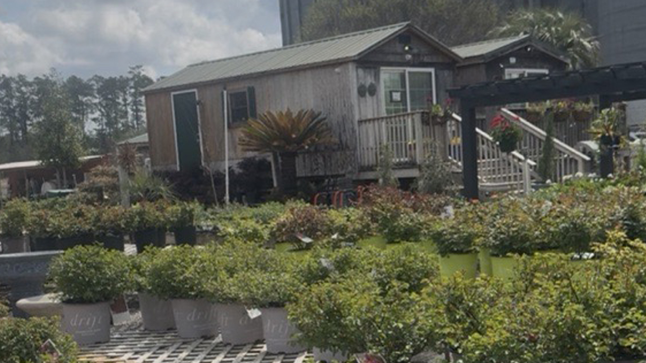 Local Nursery vs. Big Box Store: Where Should You Buy Your Plants?